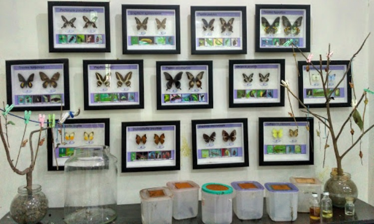 Museum Kupu-Kupu