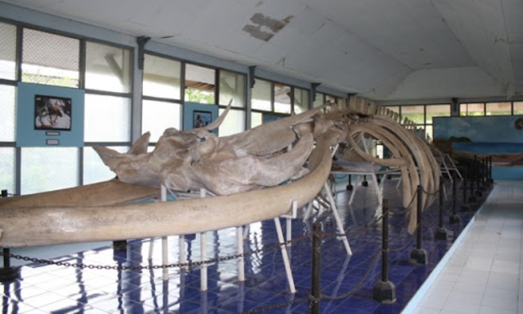 Museum Negeri Nusa Tenggara Timur