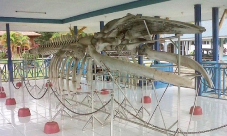 Museum Negeri Provinsi Sulawesi Tenggara