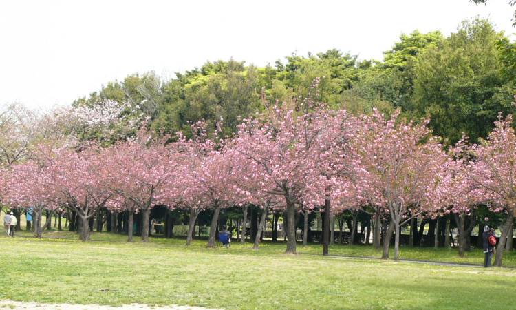 Taman Sakura