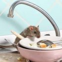 Tips Agar Tikus Menjauh dari Dapur
