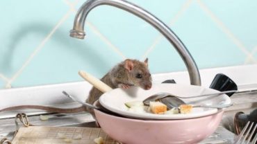 Tips Agar Tikus Menjauh dari Dapur