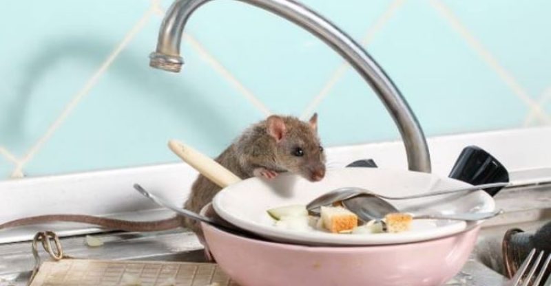Tips Agar Tikus Menjauh dari Dapur