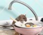 Tips Agar Tikus Menjauh dari Dapur