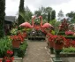 Kebun Begonia Lembang