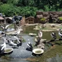 Lembang Park & Zoo