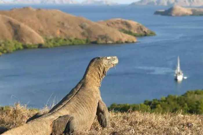 Pesona Menakjubkan di Taman Nasional Komodo